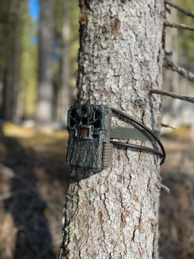 Le fototrappole vengono installate in luoghi strategici, come piste battute dalla selvaggina, sentieri escursionistici e strade forestali, e si attivano automaticamente non appena un animale si muove nel loro raggio d'azione. (Foto: USP/Ufficio Gestione fauna selvatica, caccia e pesca)