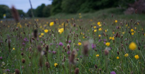 Südtirols Forschungseinrichtungen können bis zum 15. November Forschungsprojekte zur Biodiversität einreichen. (Foto: Unsplash)