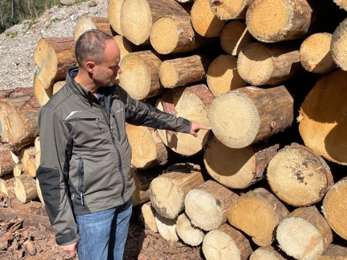 Sind Stämme vom Borkenkäfer befallen, entspricht das Fichtenholz nicht den Qualitätsstandards, die sich der Markt erwartet, erklärt Wald- und Sägewerksbesitzer Peter Prader. Es entsteht eine ringförmige Blaufärbung. (Foto: LPA/G.News)