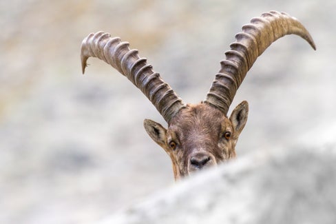 Durante le escursioni guidate, le famiglie potranno scoprire, in modo ludico, la diversità della fauna e della flora dell'Alto Adige. Appuntamento sabato 10 giugno nei sette Parchi naturali dell'Alto Adige. (Foto: ASP/Manuel Plaickner)