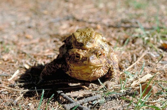 Tra gli anfibi che depongono le uova nello stagno Kreuzweger a San Genesio ogni anno in primavera vi sono molti esemplari di rospo comune (Bufo bufo), qui nella foto. (Foto: ASP/ufficio natura)