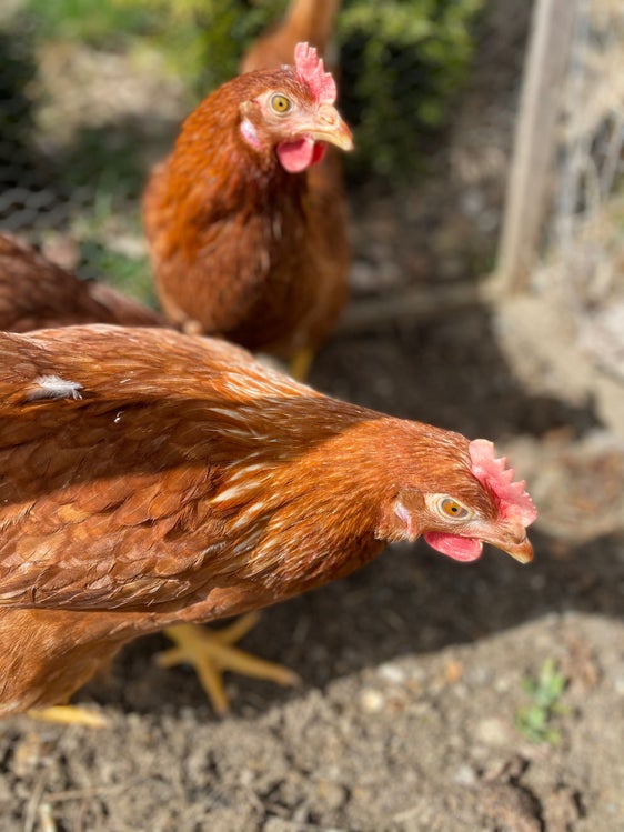 Glückliche Hühner - und das sind wohl die meisten in Südtirol - haben gute Chancen, vor der Vogelgrippe gefeit zu bleiben. Bislang gab es in Südtirol nie einen Seuchenherd. Im vergangenen Jahr hat diese Krankheit in Europa getobt, gestern wurden 5 tote Schwäne und ein toter Pelikan aus Nordtirol gemeldet. (Foto: LPA/Noemi Prinoth)