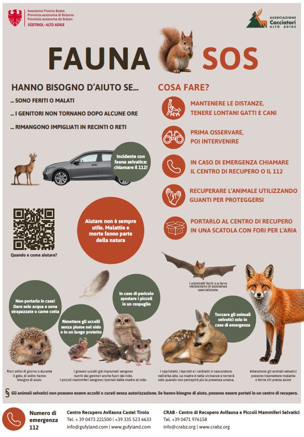 L’Ufficio provinciale Gestione fauna selvatica, facente parte della Ripartizione provinciale Servizio forestale, e l’Associazione Cacciatori Alto Adige hanno elaborato congiuntamente la campagna Fauna SOS – Quando aiutare e quando no? (Fonte: Ufficio Gestione fauna selvatica)