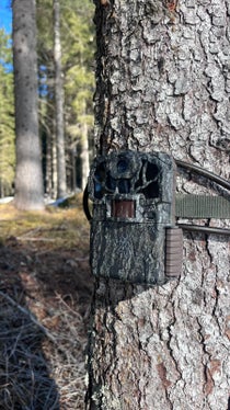 L'installazione delle fototrappole fa parte del riorientamento del monitoraggio della fauna selvatica, sviluppato in stretta collaborazione con gli uffici tecnici dei territori limitrofi, tra cui Trentino, Tirolo e Svizzera. (Foto: USP/Ufficio Gestione fauna selvatica, caccia e pesca)