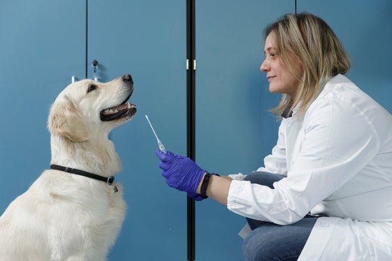 La banca dati del DNA dei cani è in fase attuativa. L’iniziativa normativa richiesta dai Comuni ed approvata dal Consiglio provinciale viene progressivamente implementata nei suoi vari aspetti (Foto: ASP/Tiberio Sorvillo)