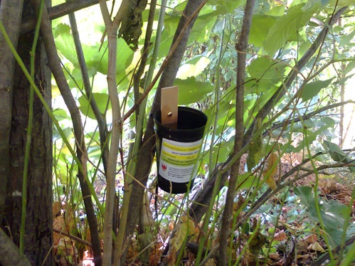 Eiablagefallen dienen dazu, die Anzahl der abgelegten Eier zu erheben. (Foto: LPA/Biologisches Landeslabor)

