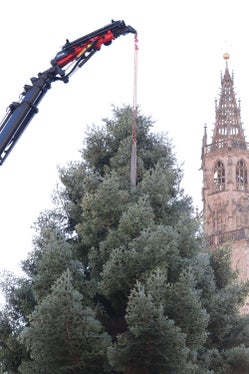 Mit einem Autokran wird die rund 20 Meter hohe Tanne in die Höhe gezogen. (Foto: LPA/Maja Clara)
