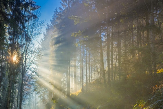 Die Bergwälder leisten unverzichtbare Beiträge zum Schutz und Wohlergehen der Bevölkerung und stehen deshalb beim Waldgipfel im Mai 2024 in Obertilliach im Mittelpunkt. (Foto: Ilona Frey/Unsplash)