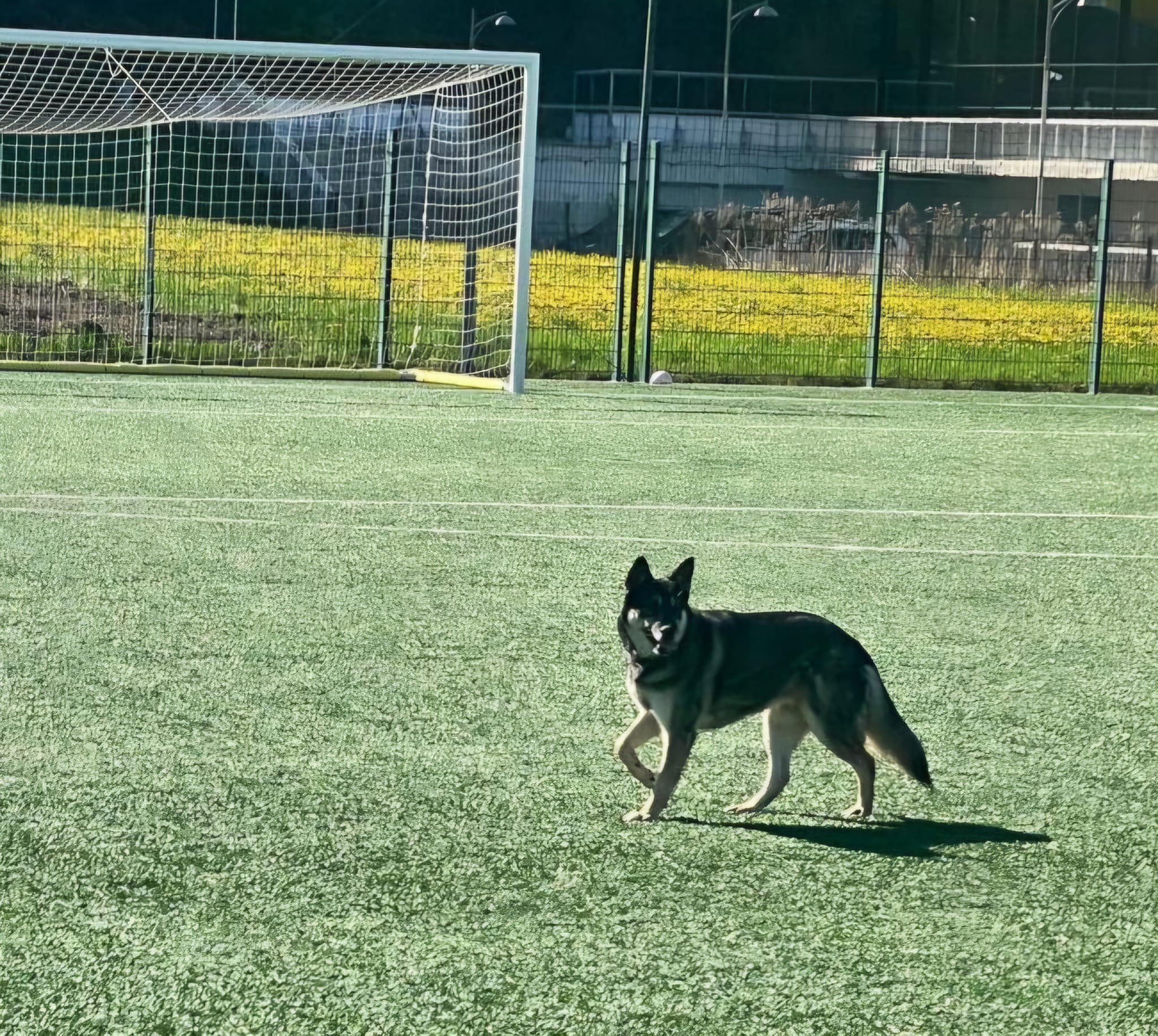 Il cane randagio (nella foto) ha creato scompiglio la mattina del 30 aprile a Brunico: secondo l'Ufficio provinciale Gestione fauna selvatica, si tratta di un cane lupo cecoslovacco. Secondo la legge sulla tutela degli animali e la legge provinciale sulla caccia, è severamente vietato lasciare liberi i cani randagi. (Foto: USP/Ufficio provinciale Gestione fauna selvatica)