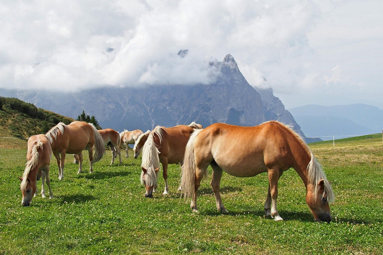 Ein typisches Bild aus Südtirol: Berge, Almwiesen und mittendrin die Haflinger, die - sollte es nach dem Willen der  Landesregierung gehen - zum immateriellen UNESCO-Kulturerbe werden sollen. (Foto: LPA/Pixabay. Das Foto darf nur in Zusammenhang mit dieser Pressemitteilung verwendet werden)