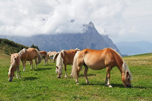Ein typisches Bild aus Südtirol: Berge, Almwiesen und mittendrin die Haflinger, die - sollte es nach dem Willen der  Landesregierung gehen - zum immateriellen UNESCO-Kulturerbe werden sollen. (Foto: LPA/Pixabay. Das Foto darf nur in Zusammenhang mit dieser Pressemitteilung verwendet werden)