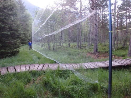 Im Sommer werden die Fledermäuse in ihren Jagdgebieten mit sehr feinen Netzen gefangen, um besonders aus Südtirols Schutzgebieten mehr über die vorkommenden Fledermausarten zu erfahren. Die Tiere werden sofort nach der Vermessung und Bestimmung an Ort und Stelle wieder freigelassen. (Foto: Eva Ladurner)