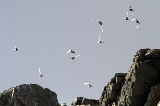 L’ordine dei galliformi comprende 5 famiglie, circa 70 generi e più di 250 specie. I galliformi - nella foto alcune pernici - sono uccelli stanziali. (Foto: USP/Ufficio provinciale Gestione fauna selvatica)