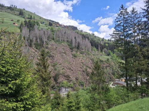 Da die Bäume durch Borkenkäferbefall massiv geschädigt waren, war die Schutzwaldfunktion drastisch eingeschränkt; die Bäume wurden zum Großteil entfernt, einige blieben als quer gefällte Bäume liegen. (Foto: LPA/Forstinspektorat Bruneck/Forststation St. Vigil in Enneberg)