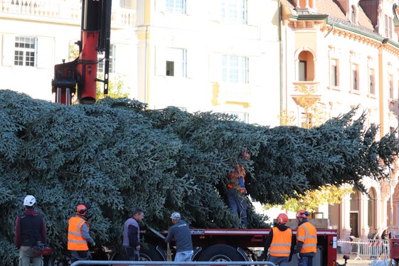 Der Tannenbaum hat auf einem Lkw den Waltherplatz in Bozen erreicht, nun gilt es, die für den Transport zusammengebundenen Äste wieder aufzubinden. (Foto: LPA/Maja Clara)
