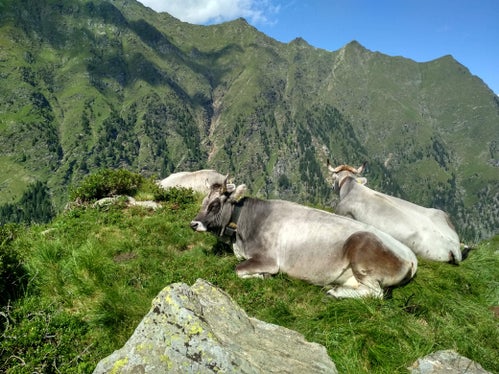 Gli allevatori che si impegnano volontariamente per preservare le razze autocnone a rischio di estinzione ricevono un sostegno finanziario; nella foto: bovini grigi. (Foto: USP/Ripartizione Agricoltura/Ufficio Zootecnia)