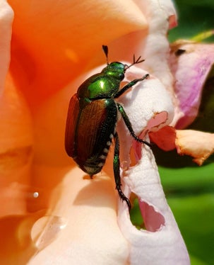 Il coleottero è originario del Giappone e da lì si è diffuso in Nord America, diventando molto rapidamente una vera piaga per le colture. Dal 2014 è presente anche in Europa. (Foto: USP/Ufficio Frutti e Viticoltura e Servizio fitosanitario provinciale)