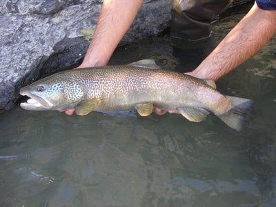 Bei den Marmorierten Forellen in den Flüssen gibt es ein erfolgreiches und innovatives Zuchtprogramm des Aquatischen Artenschutzzentrums. (Foto: LPA/Amt für Jagd und Fischerei)
