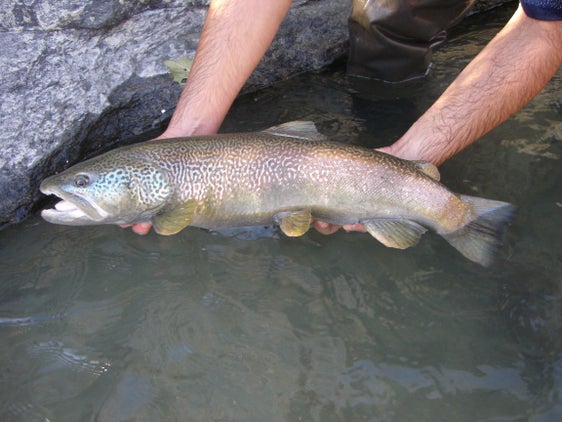 Un esemplare di trota marmorata (Foto: ASP/Ufficio caccia e pesca)