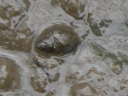 liver fluke snails in mud