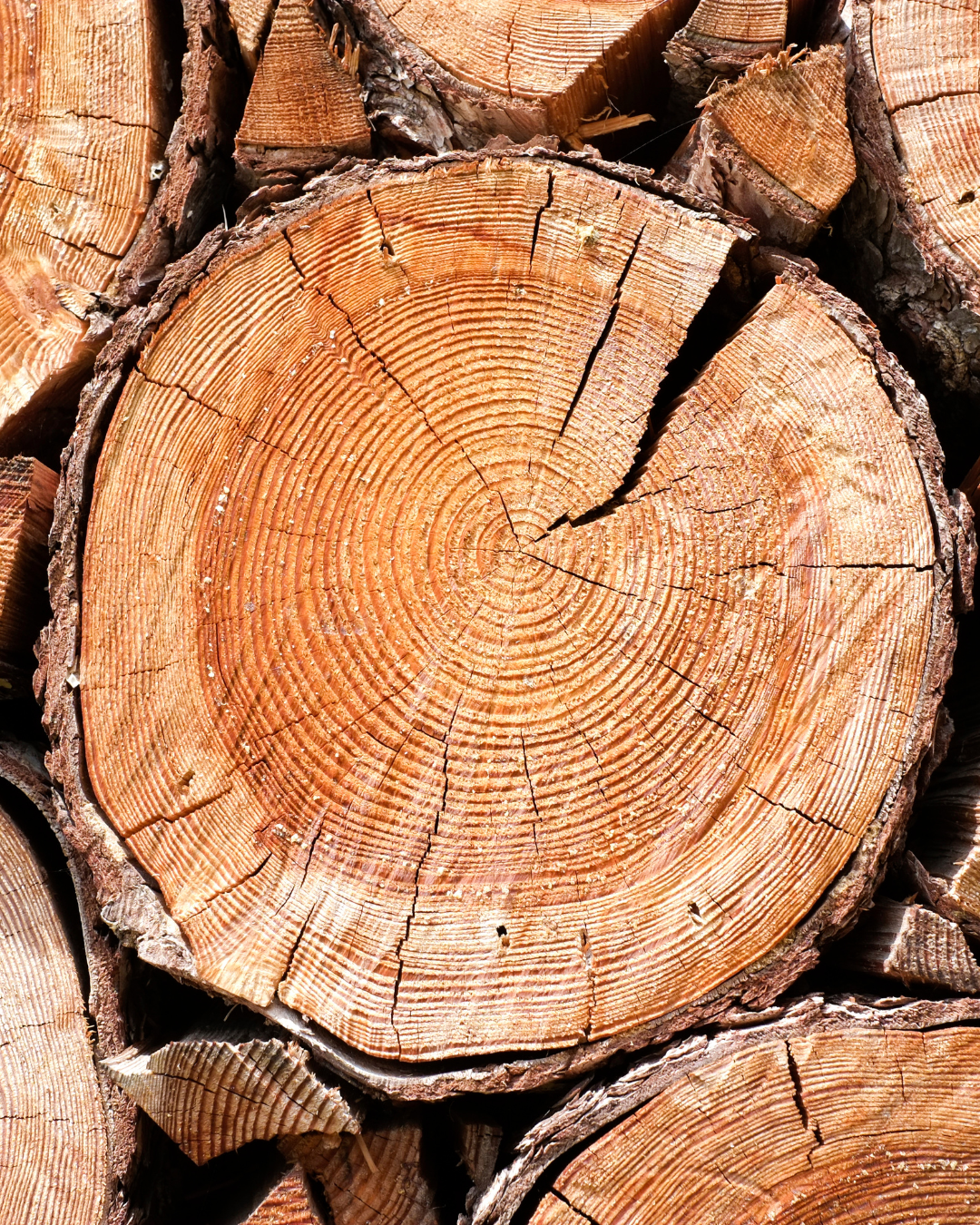 picture alternative text