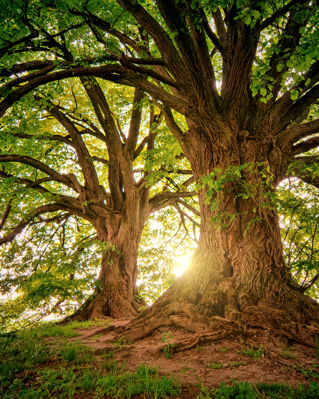 picture alternative text