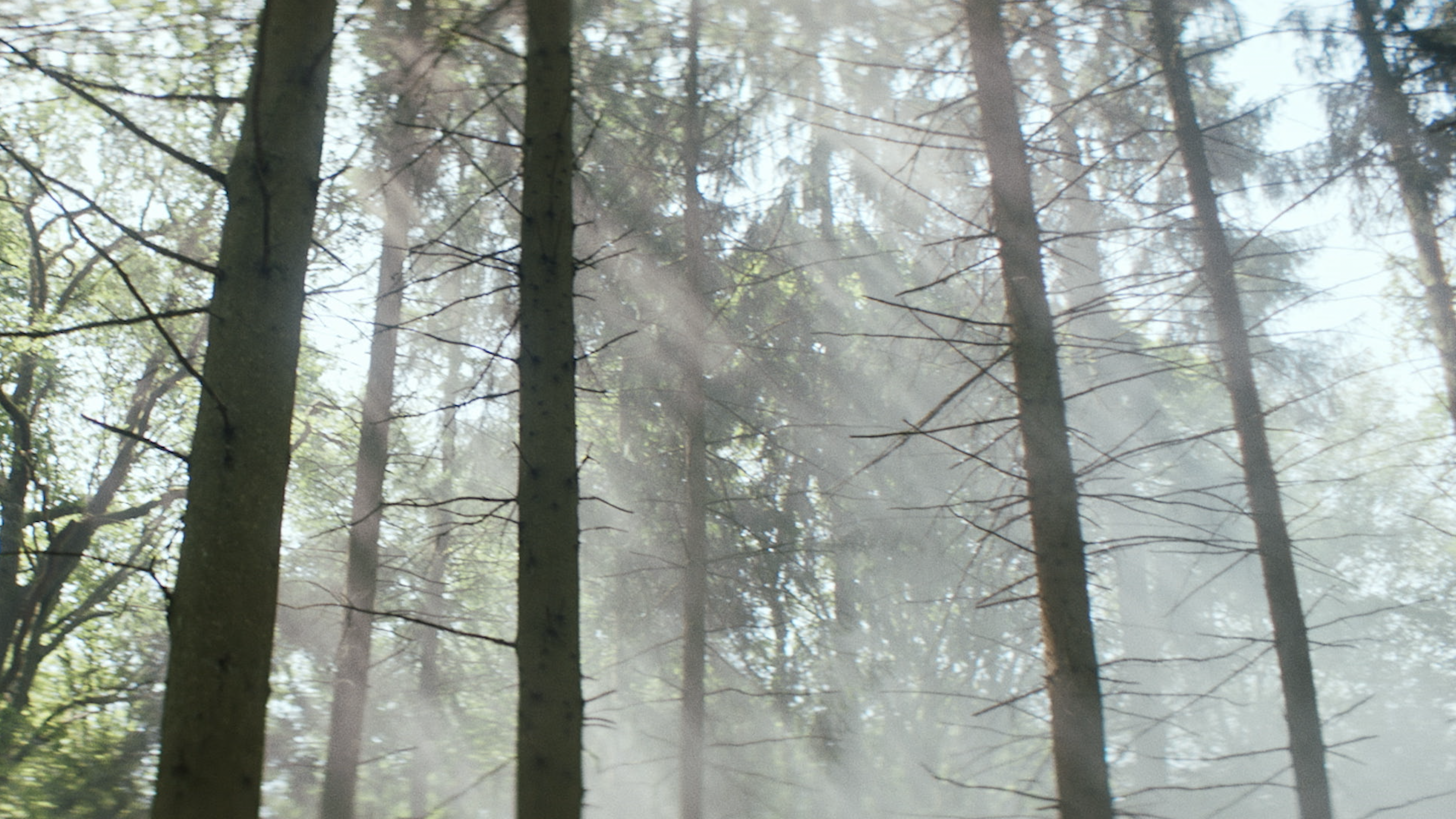 picture alternative text