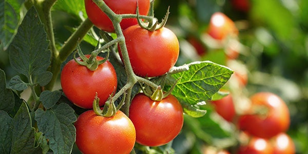 Tomaten