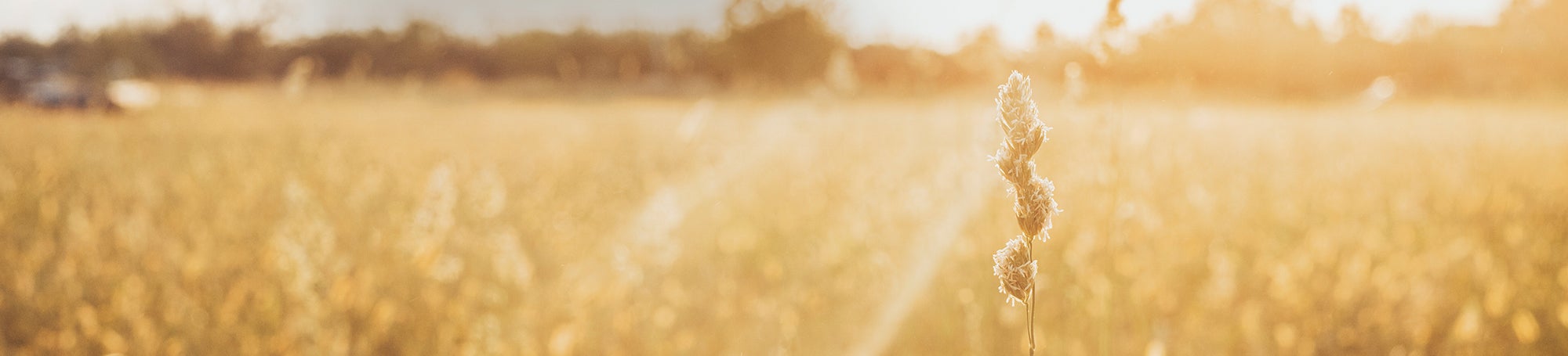 Vegavita Klimastark Headerbild