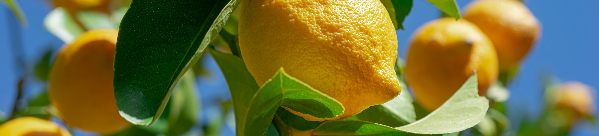 21 Dinge mit Zitronen