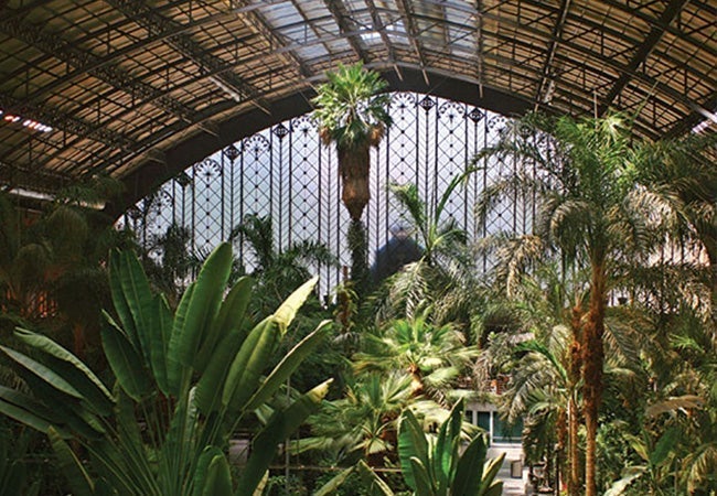 A large greenhouse with many tropical plants
