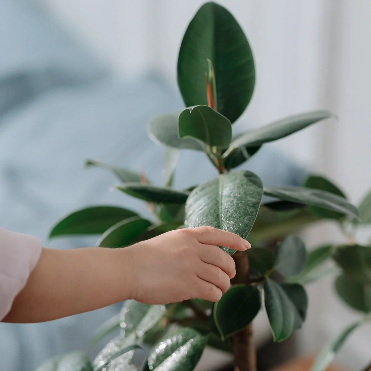 Une main qui touche une plante