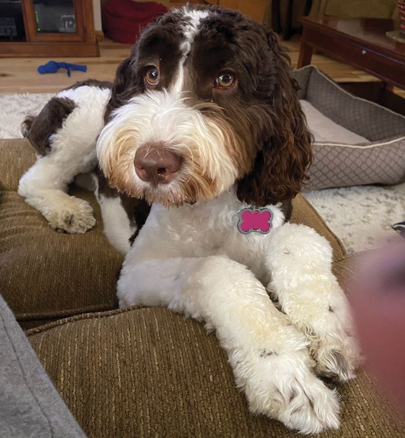 Close-up of a brown and white dog with expressive eyes and a pink bone-shaped tag, resting on a couch