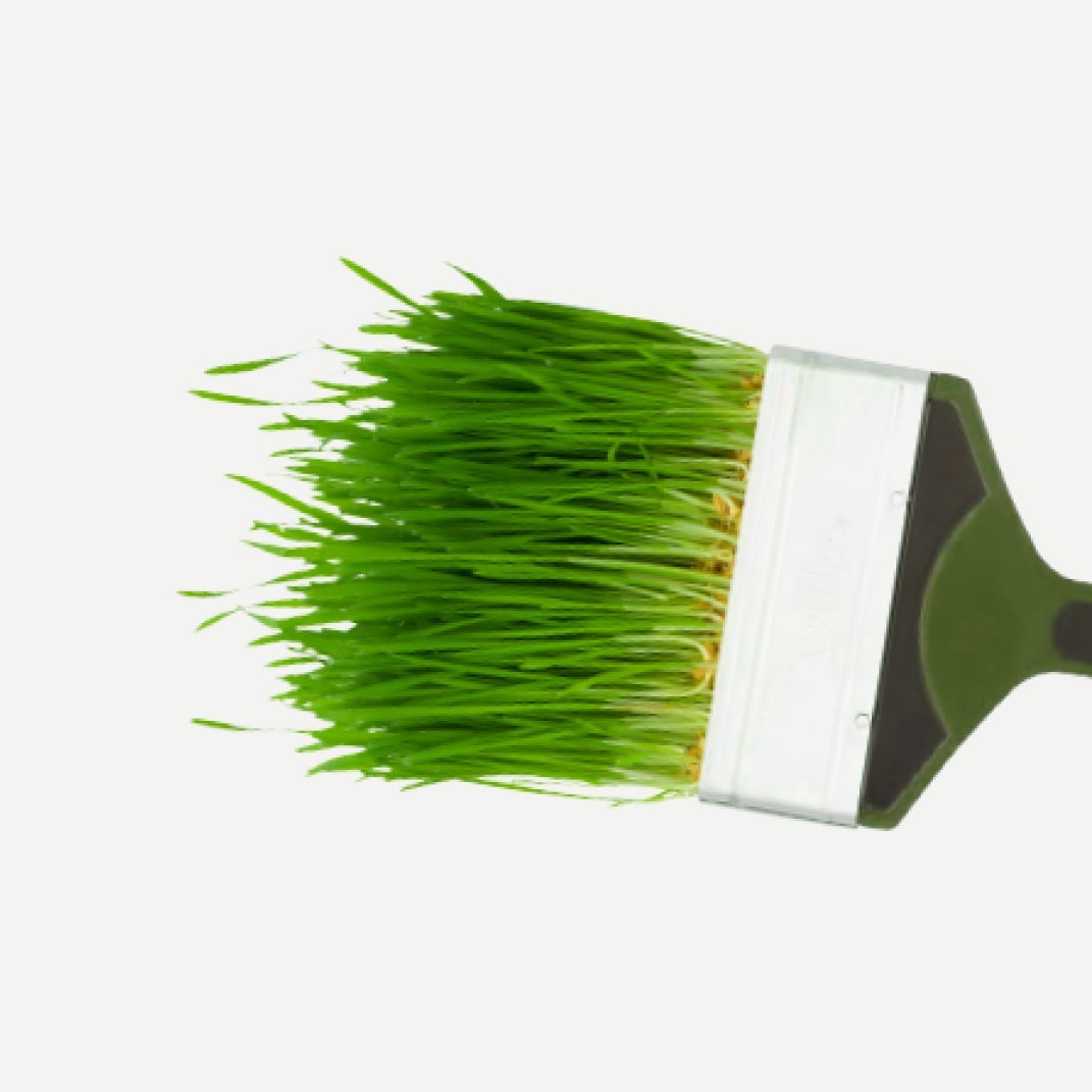 Paint brush made of grass
