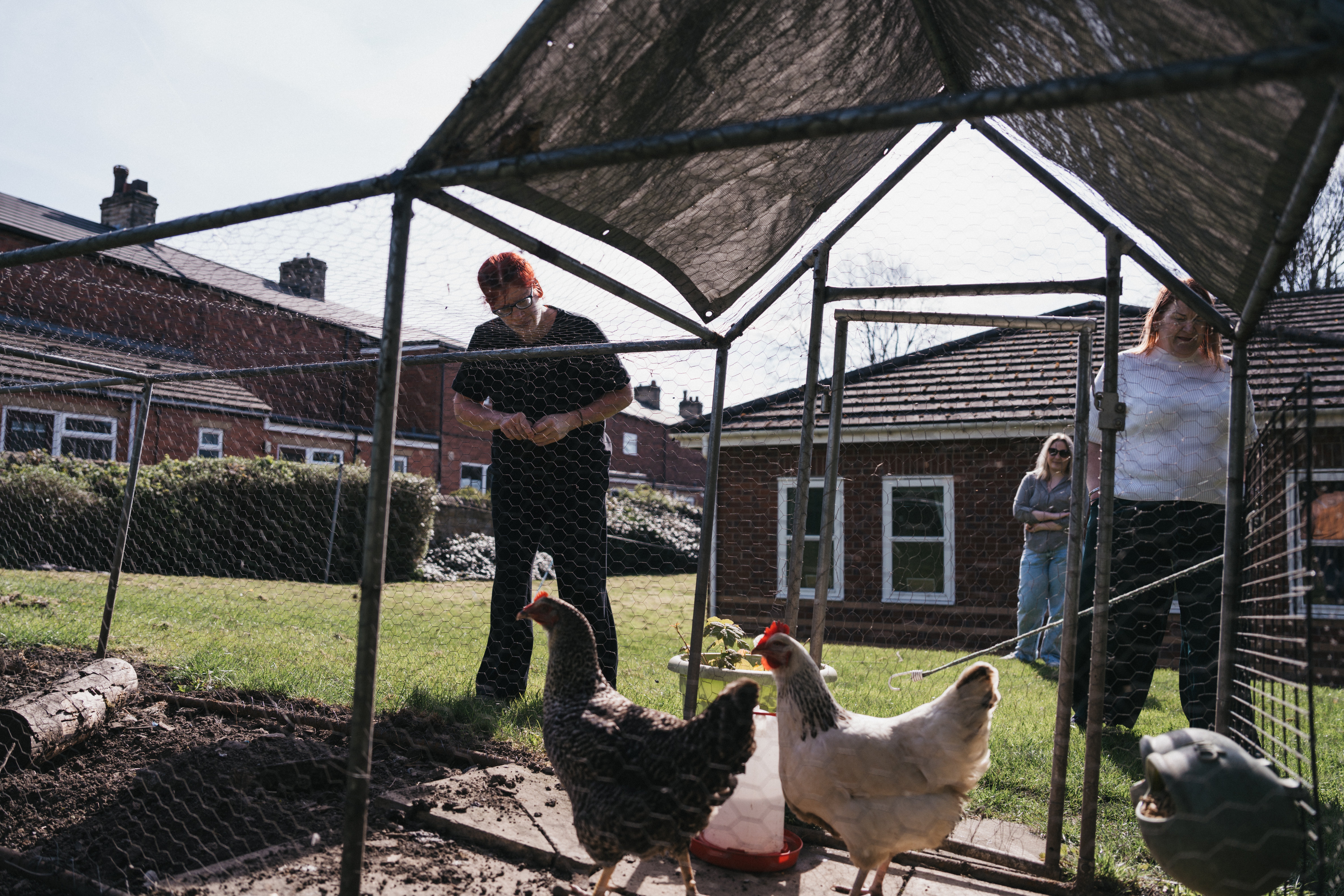 People feeding chickens in a coop