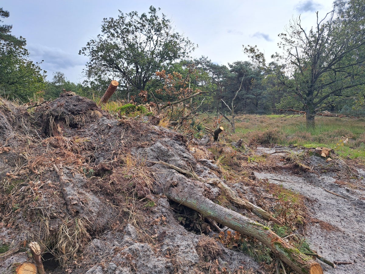 Een slangenhoop in Ossendrecht.