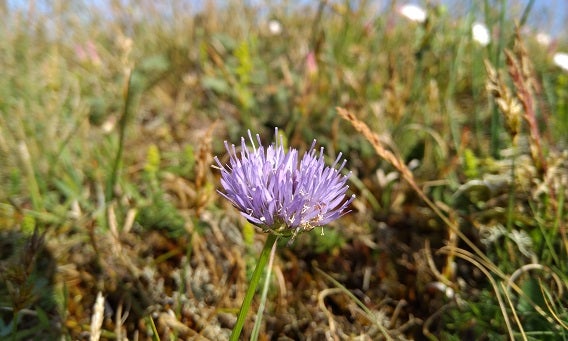 Bijzondere plantensoorten in Kleistee.