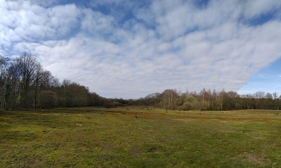 Waterwinbossen Oost-Zeeuws Vlaanderen herbergt bijzondere planten.