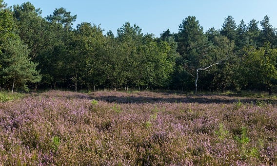 Waardevolle natuur van Ossendrecht.