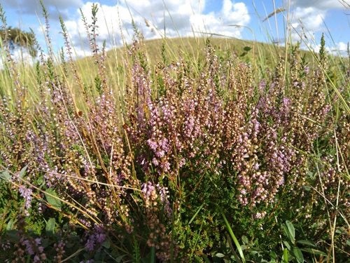 Heidegras met bloemen in bloei