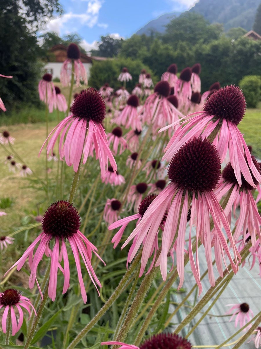 Berufszertifizierung Kräuteranbau