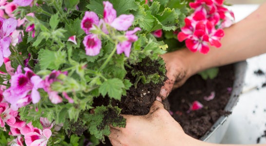 4. Klasse Spezialisierungsjahr Zierpflanzenbau/Endverkauf/Marketing