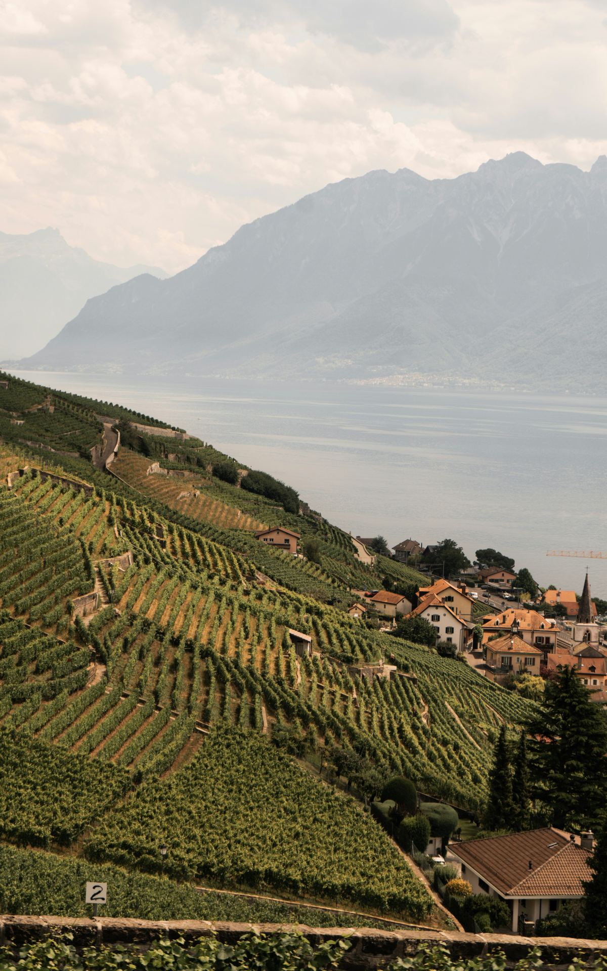 Vignoble en terrasses au-dessus du lac Léman