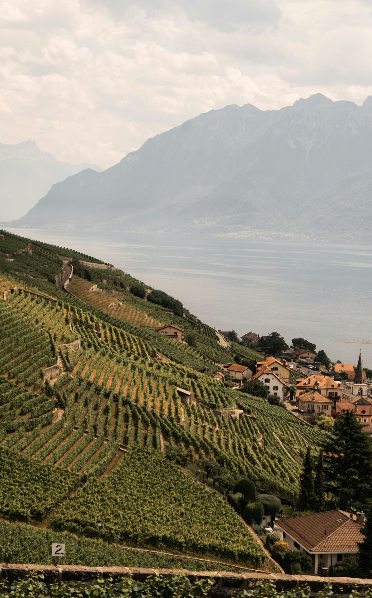Vignoble en terrasses au-dessus du lac Léman