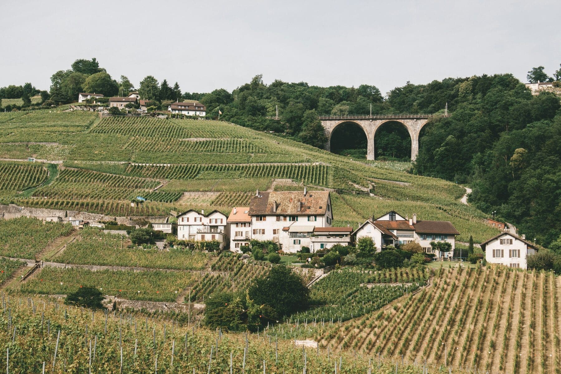 Vignoble en terrasses au-dessus du lac