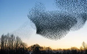 An image to illustrate Climate change: transforming your organisation for sustainability microcredential course card