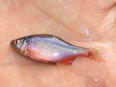 Bitterling - Rhodeus sericeus amarus