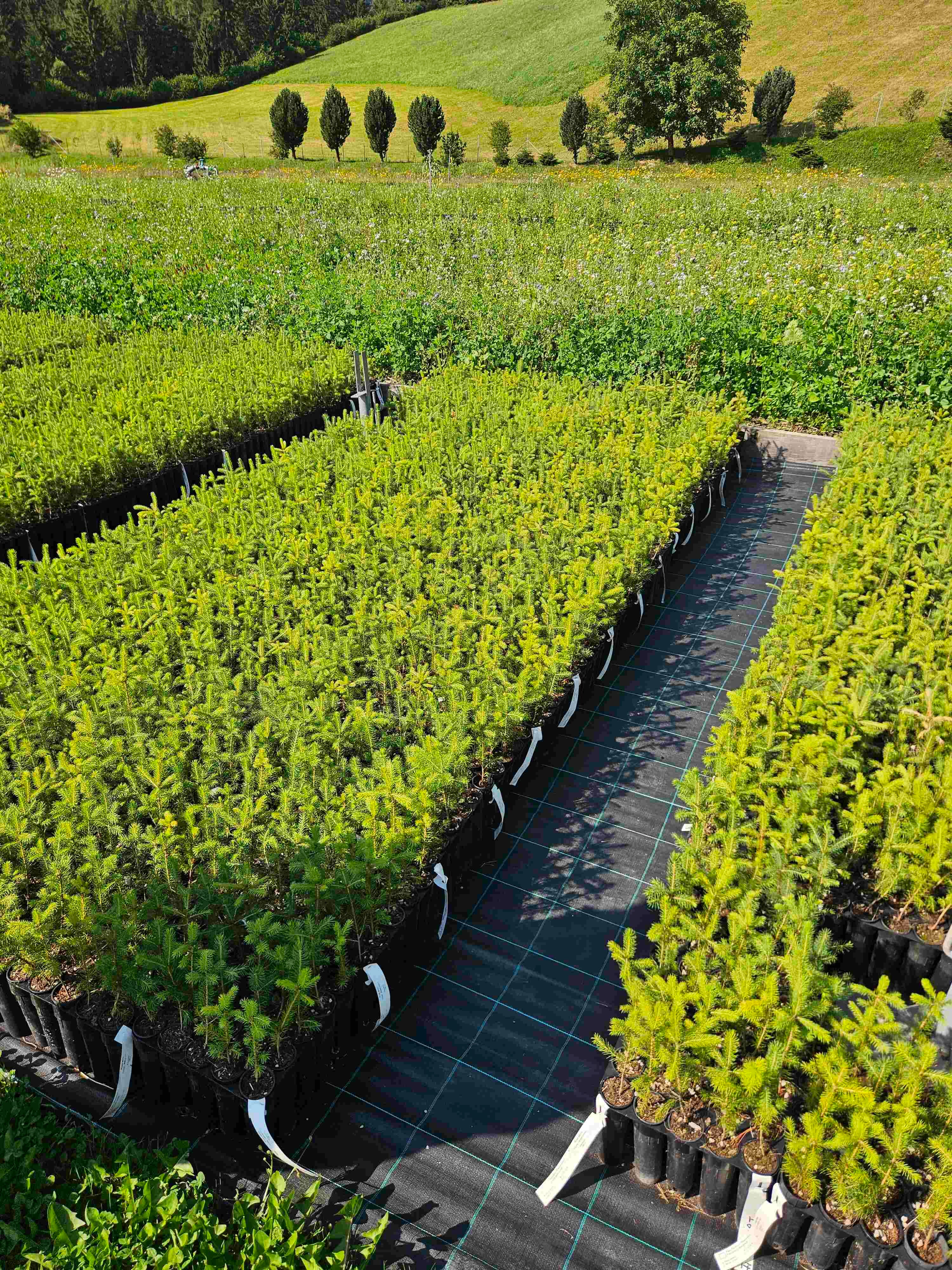 Vertopfte Pflanzen für die Aufforstung