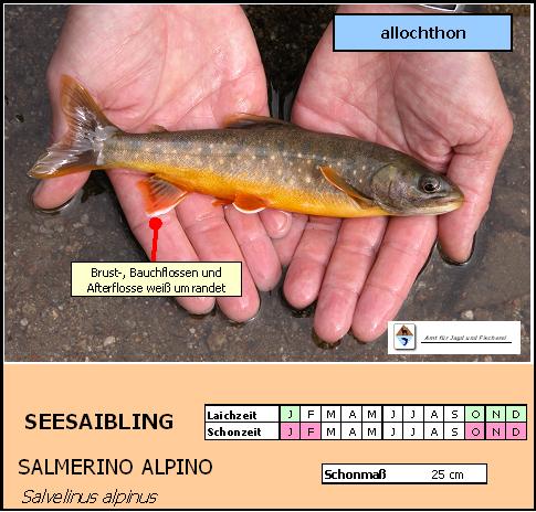 Seesaibling - Salvelinus alpinus