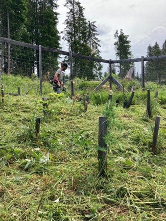 Sfalcatura delle rinnovazioni